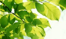 树叶在歌唱
