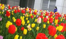 校园春色惹人醉