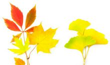 美丽的落叶作文