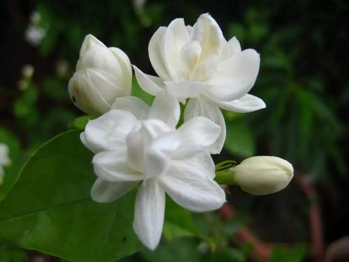 我的茉莉花