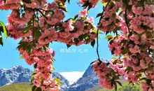 藏在时光里的盛放