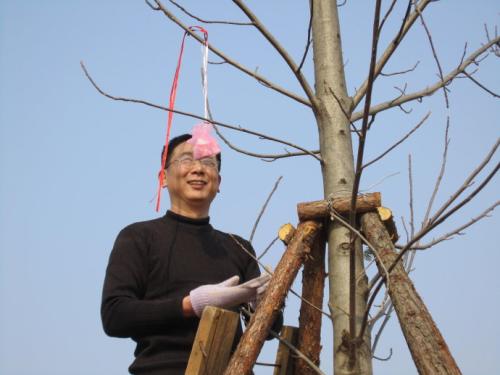 种一棵生日树