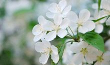 春天，来到人间