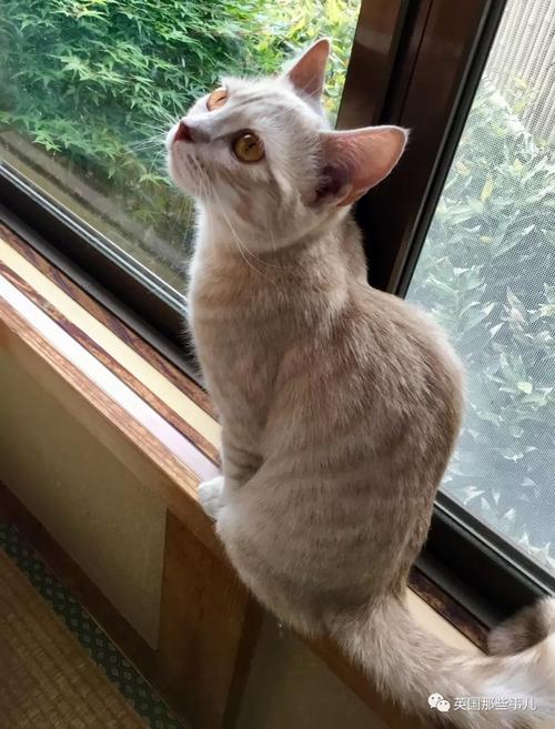 “猫森林”冒险