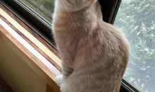 “猫林”探险记