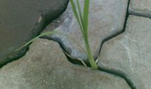 岩石缝中的小草