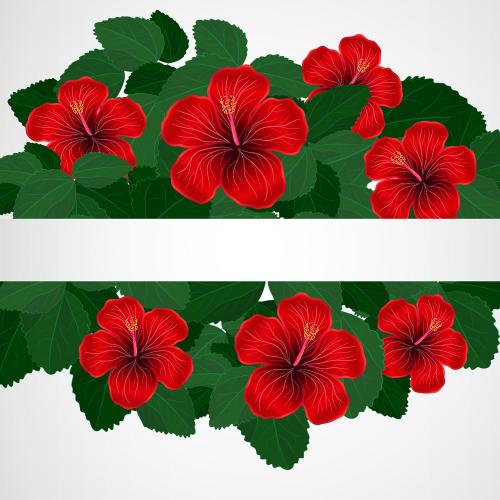 花卉