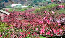 在那桃花盛开的地