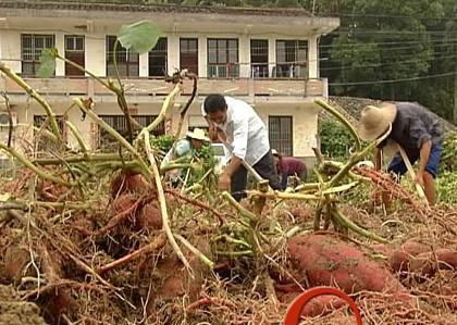 在夏天做农场工作