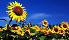 懂得宽容才是真正的美