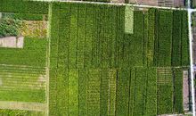 藏在记忆深处的绿桑树