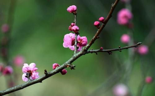 春季梅花山