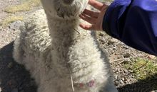 描写羊驼的作文