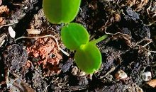 我种下了一颗踏实耕耘的种子