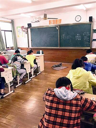不请自来的学校客人
