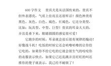 关于鞋的说明文