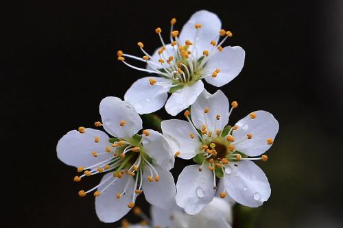 春天的花朵