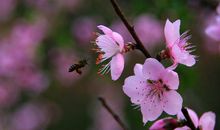 又是桃花盛开时