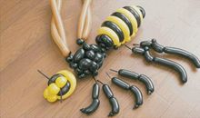 寄居蟹观察日记