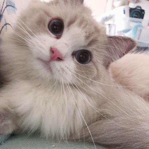 小灰猫