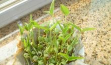 小豆子生长过程日记