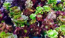 走慢一点听花开