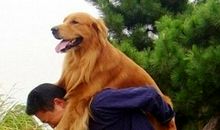 那一只让我感动的狗