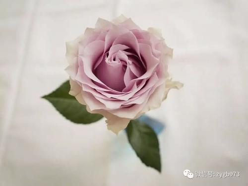 陪伴是人生最美好的姿态