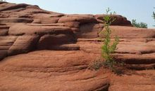 岩石中的一棵坚硬的小草
