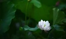 用宽容只光照亮世界