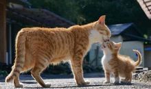 养猫给我带快乐