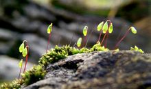 我想有一颗燃烧的心