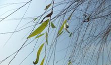 又见枝头绽新绿