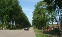 我爱家乡的杨树