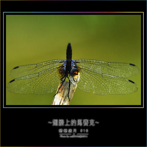 多年借来的翅膀