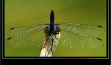 岁月借走的翅膀