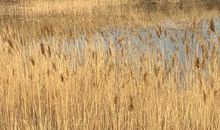 芊芊芦苇常在我心田