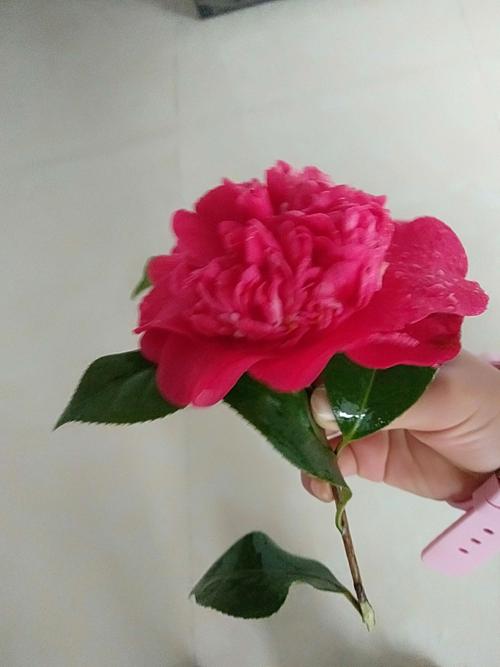 观察山茶花的日记