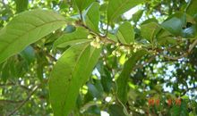 我和桂花有个约会