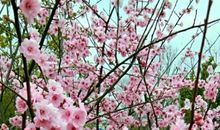 当我遇见梅花之时