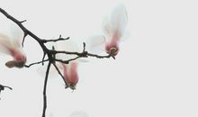 那年玉兰花开时