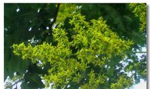 栾树花开的时光