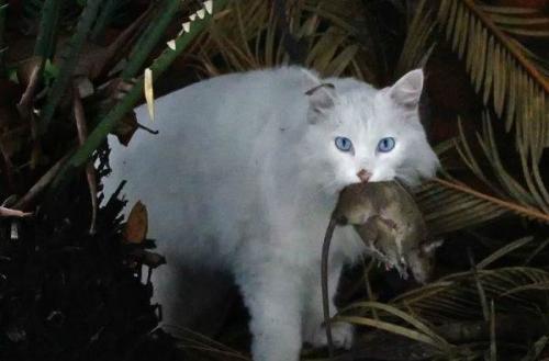 猫捉老鼠