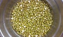 种豆芽的观察日记作文