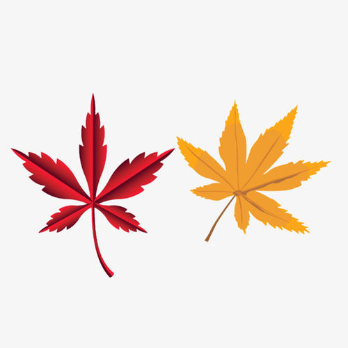 珍贵的枫叶