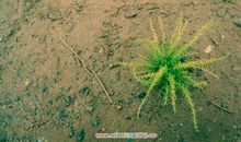 像骆驼刺一样活着