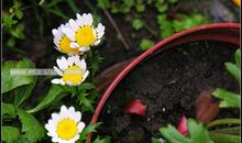 我想有一颗春天般的心