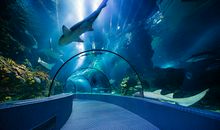 海洋公园一日游