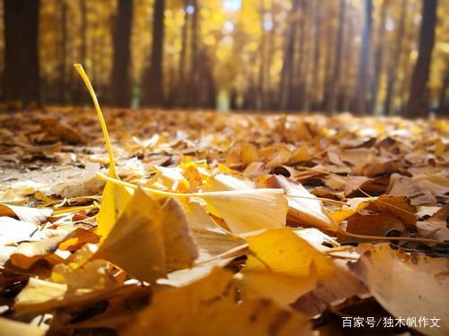 美丽的落叶组成