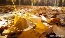 落叶的美丽作文